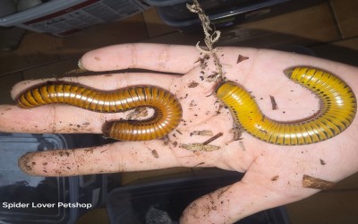 MILLIPEDE GIANT SPOTTED/ MILIPEDE GIANT SPOTTED